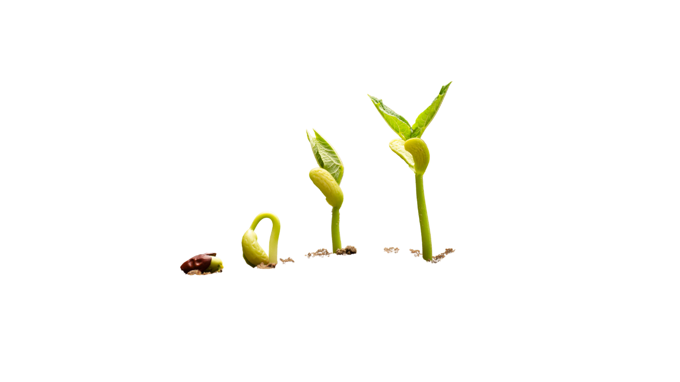 Growth Visualization